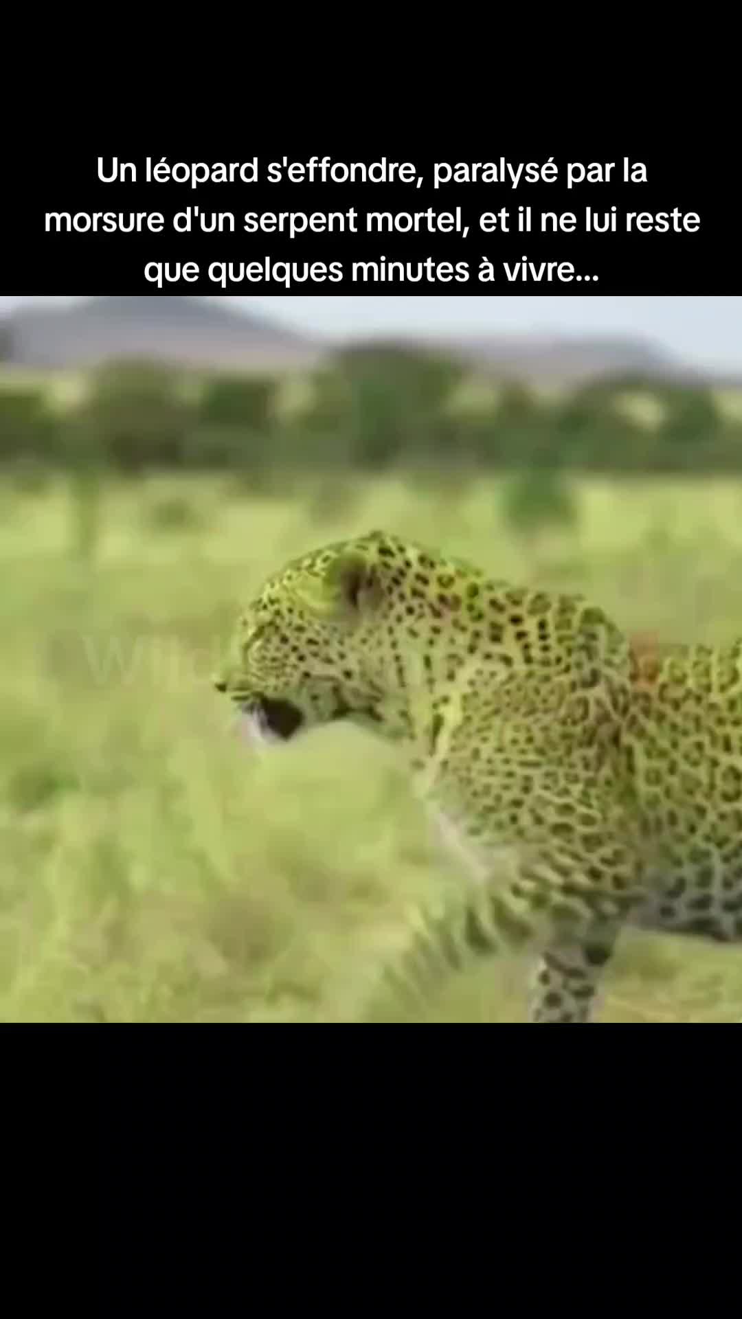 @wildlifemarine 🇲🇫