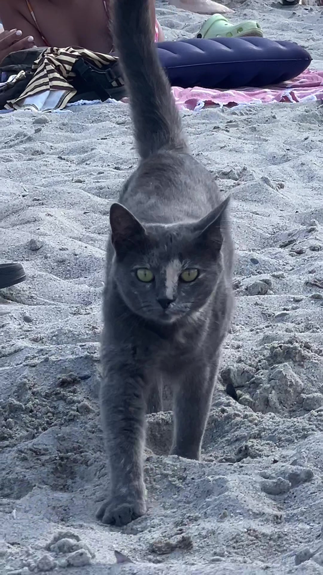 @𝑫𝑬𝑵𝑰𝑺_𝑶𝑭𝑭𝑰𝑪𝑰𝑨𝑳 ☑️