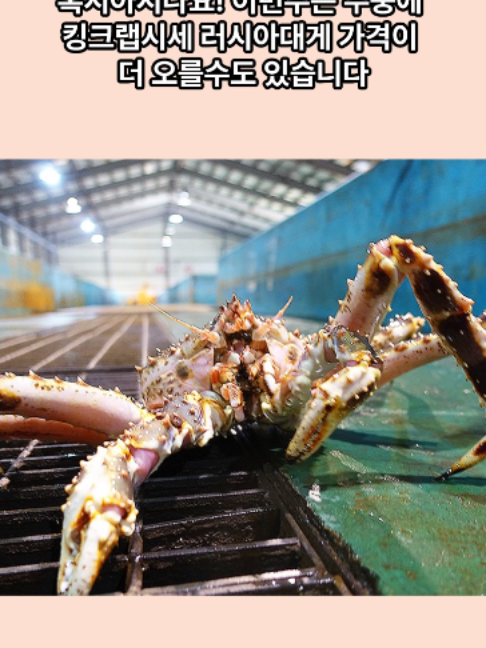 @킹크랩 대게 동해수산유통