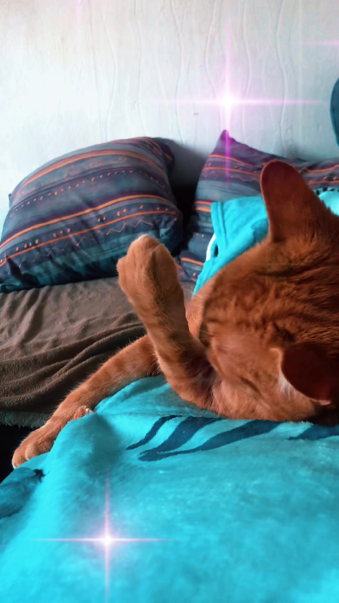 @Cat💙
