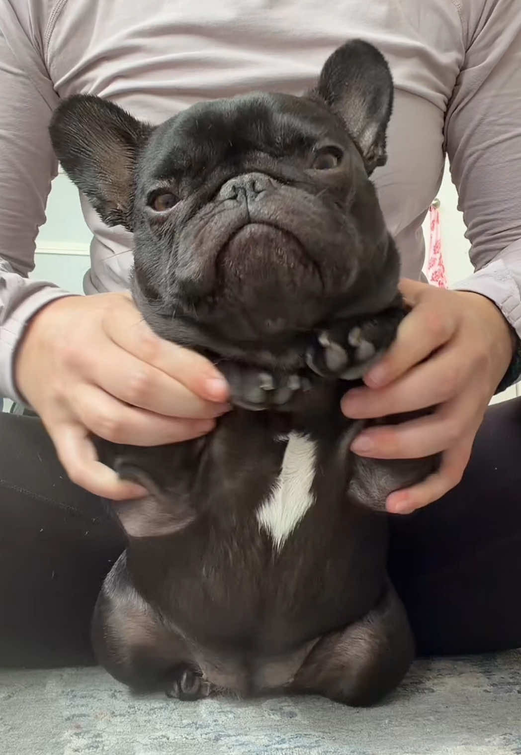 @Mabel the Frenchie