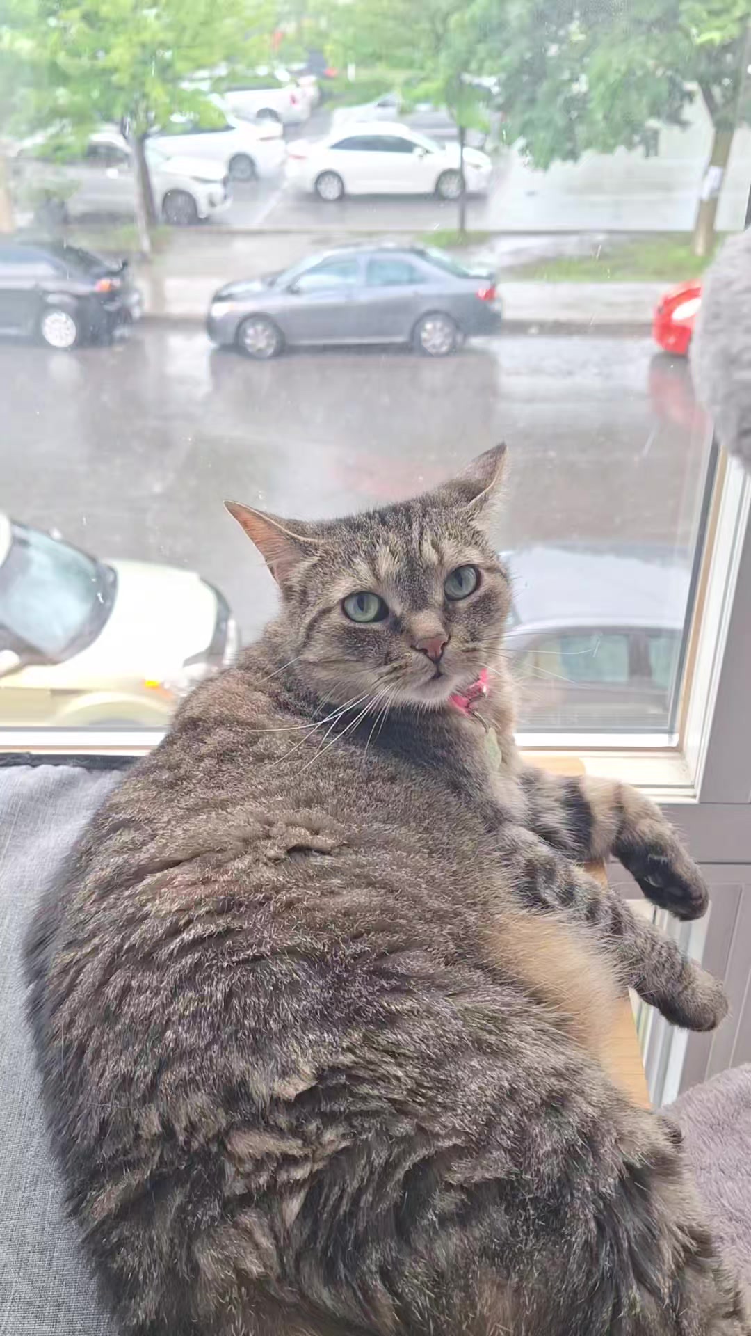 @Bellarda the cat