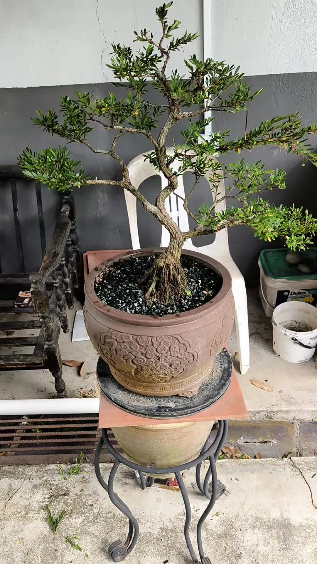 @ONE BONSAI JB