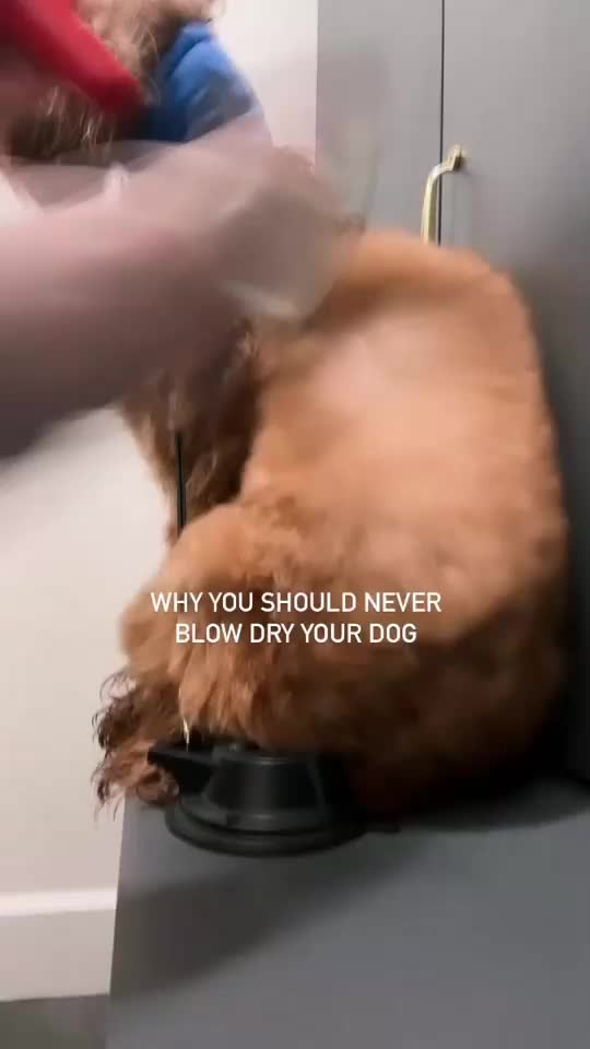 @Pupwell