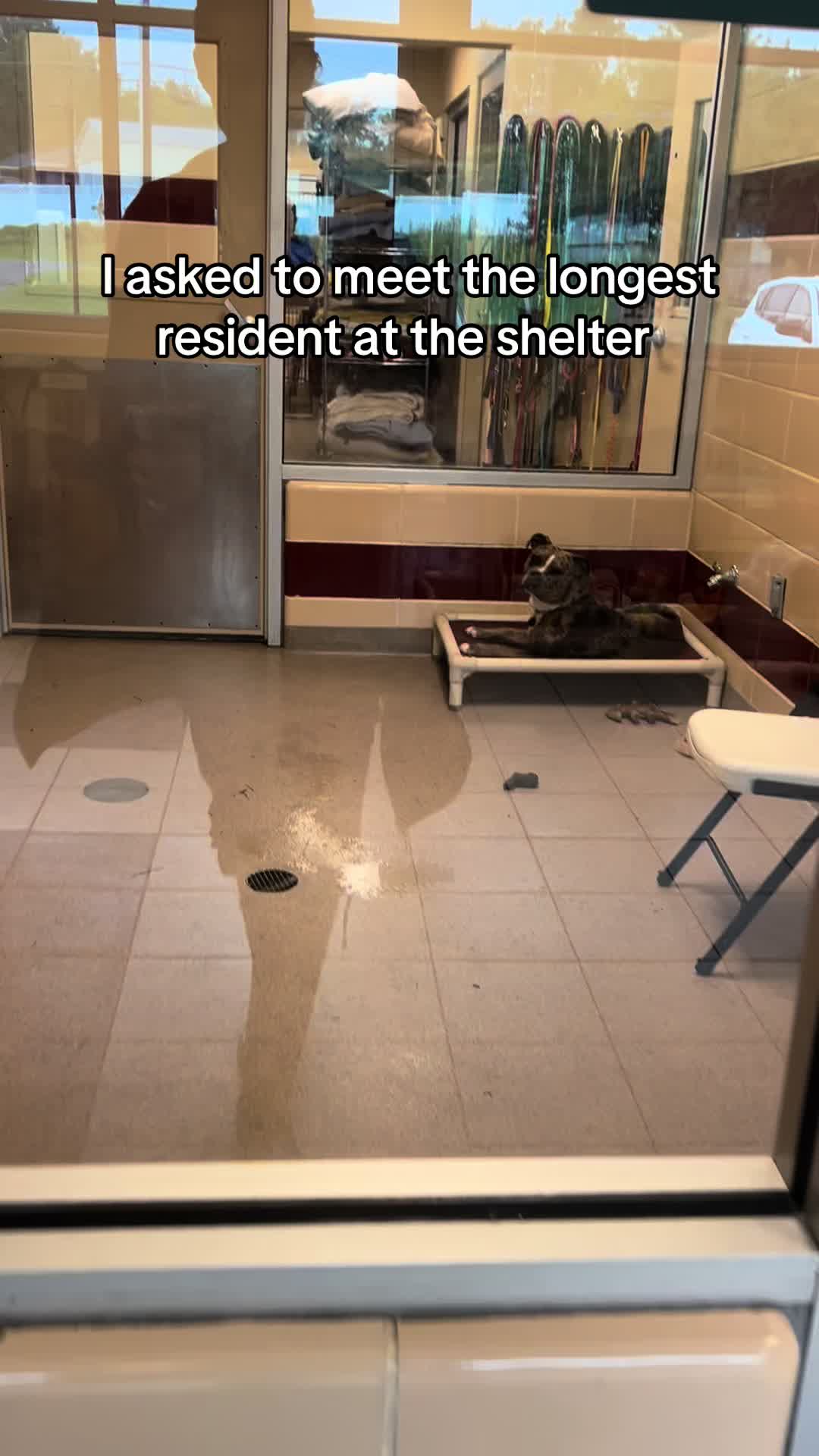 @✨shelter dog magic ✨
