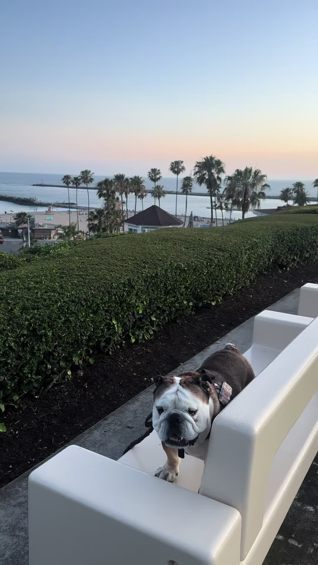 @Taco 🐶🧿