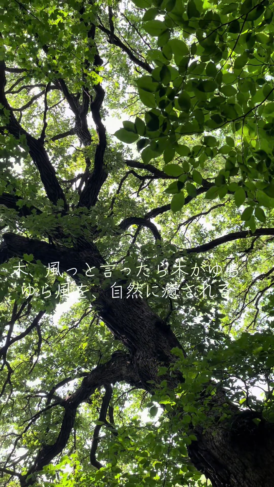@sakurahana016