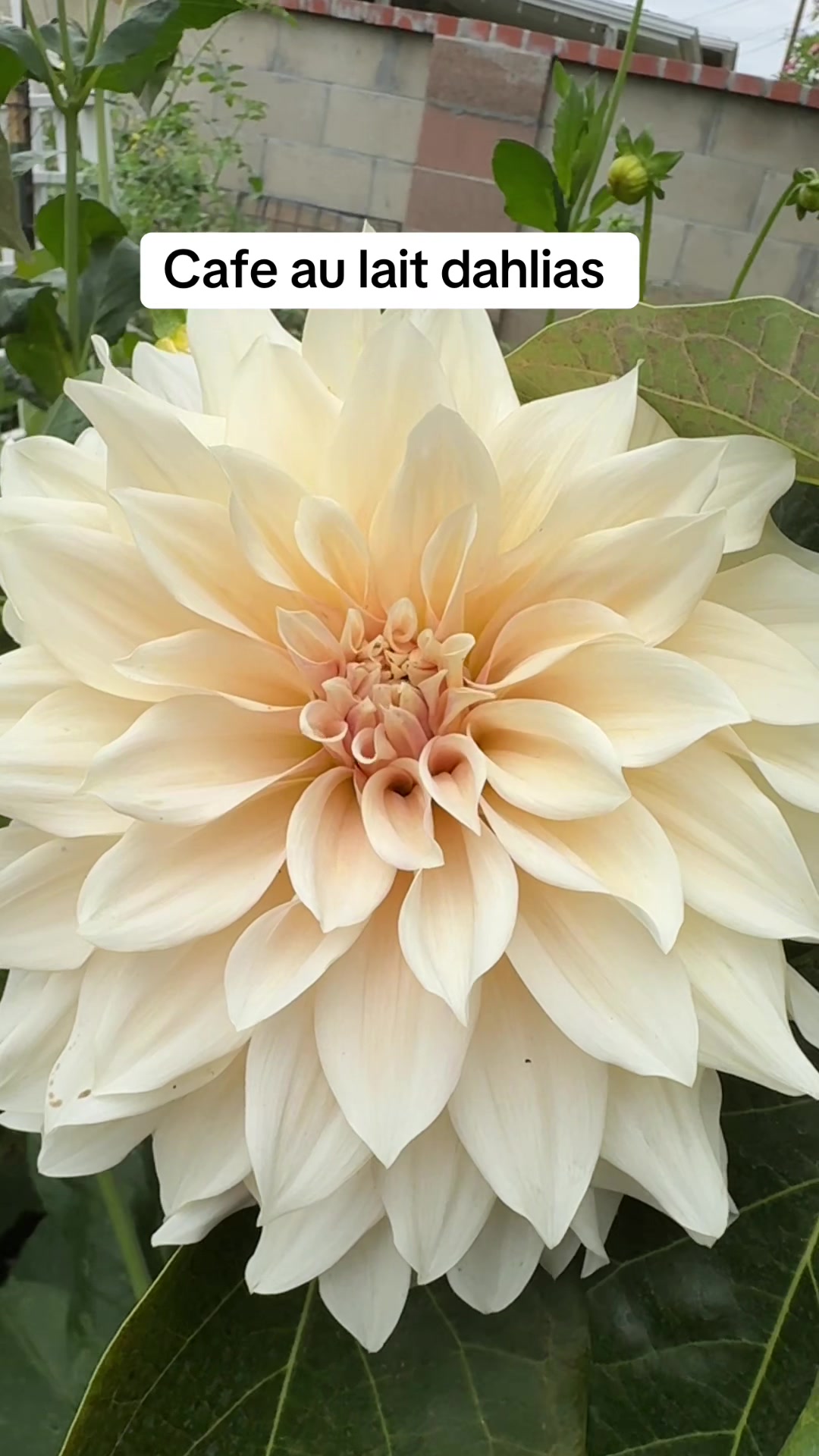 @Rylee’s Blooms