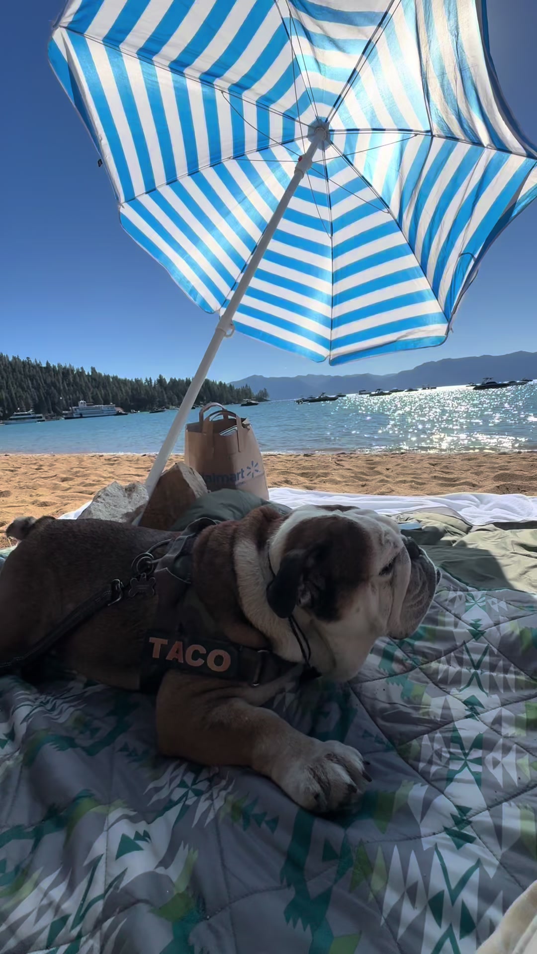 @Taco 🐶🧿