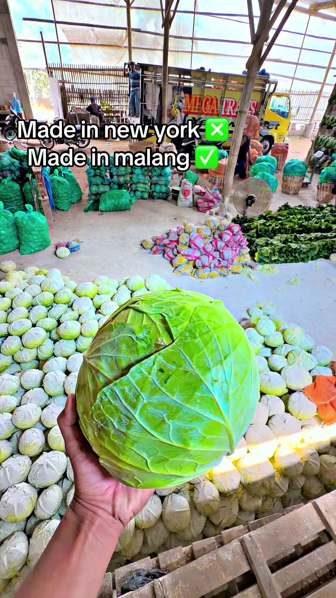 @MEGA TRANS SAYUR MALANG