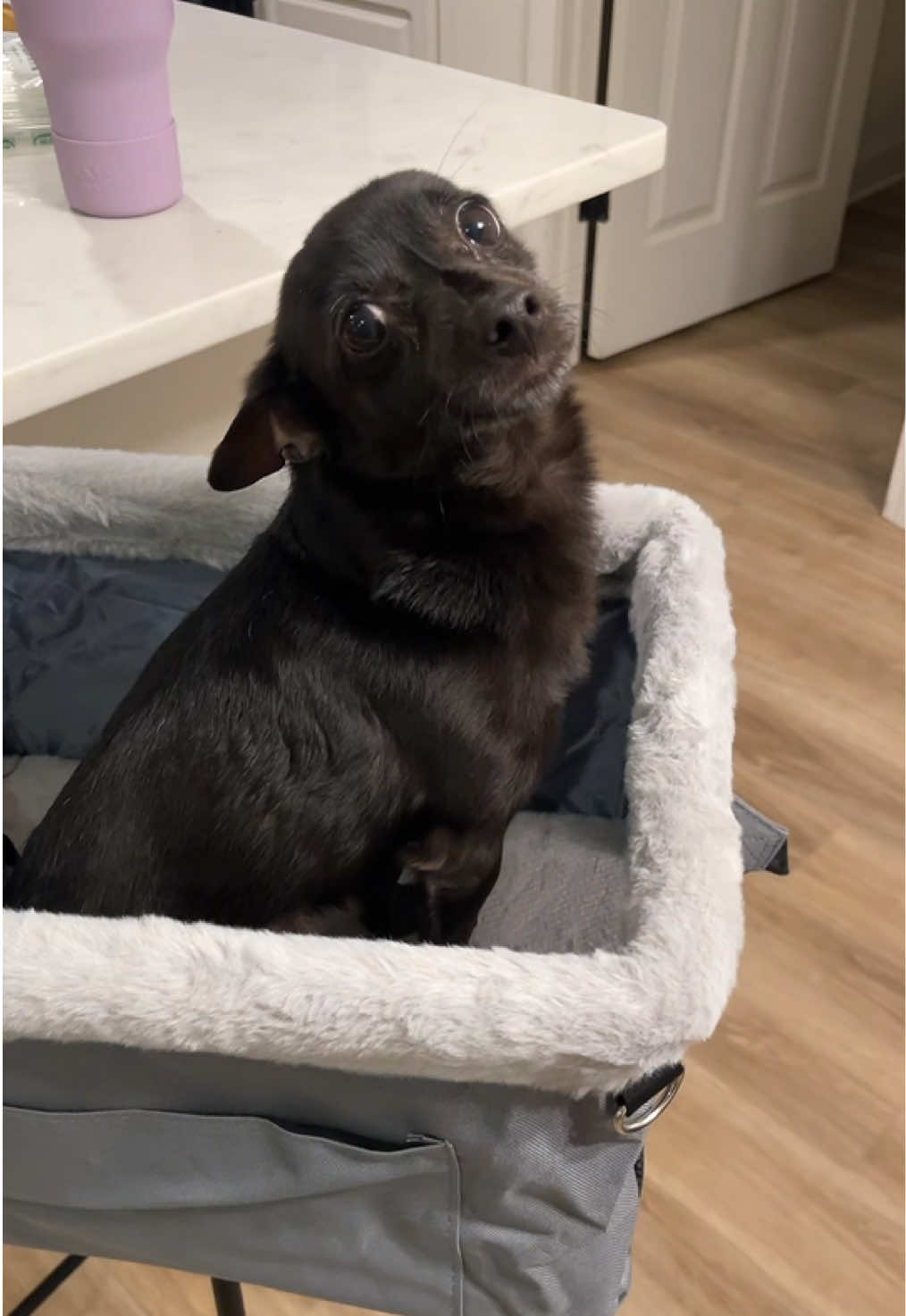 @Blackjack_Chihuahua