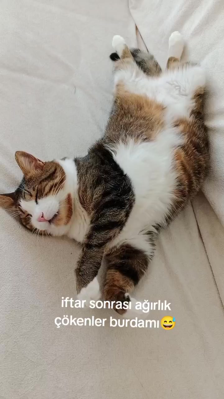 @şanslı