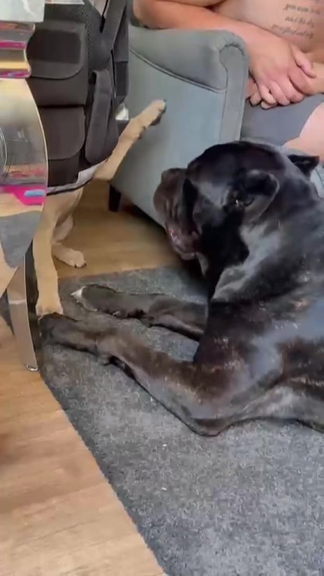@Cane Corso PatoSquad