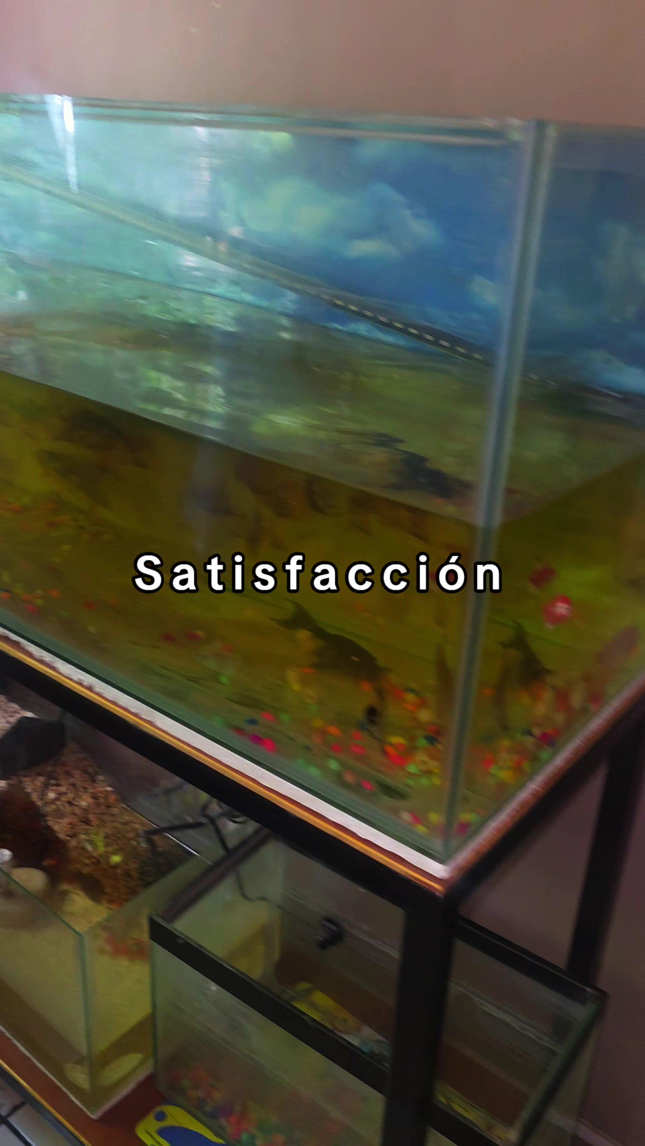 @Acuario Zoo Fish💙