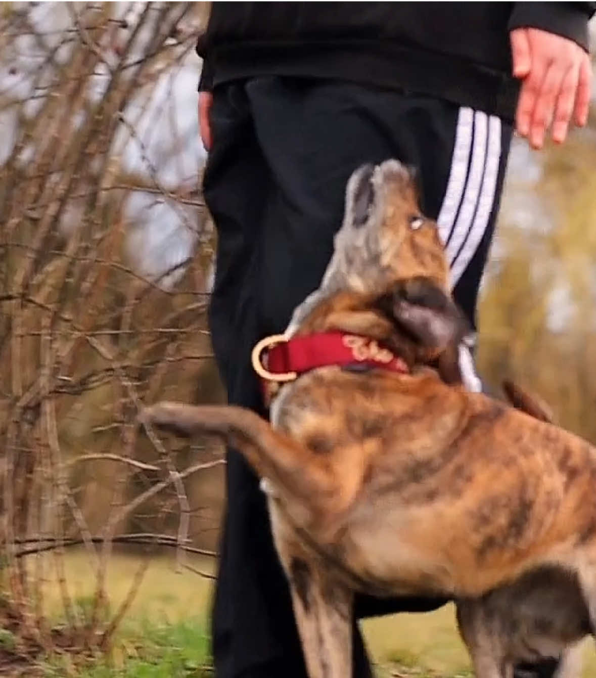 @die.hunde.mafia2