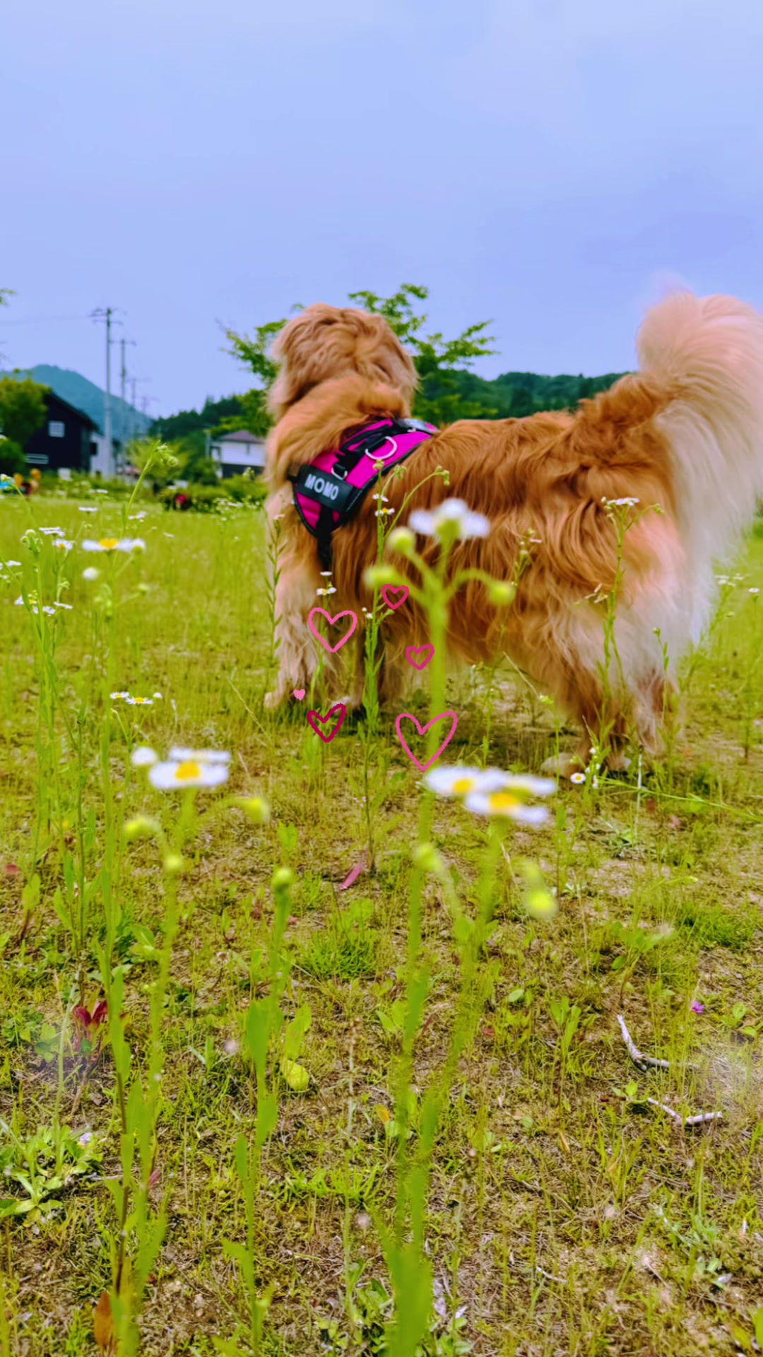 @ACIKA🇯🇵🇲🇨MOMO🍑🐶