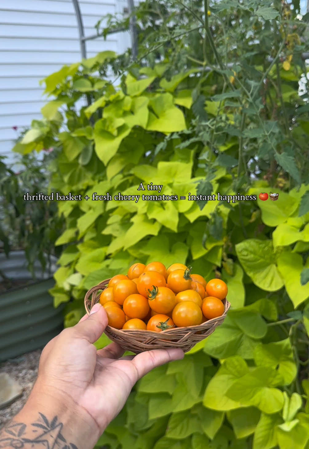 @Plantiiplants