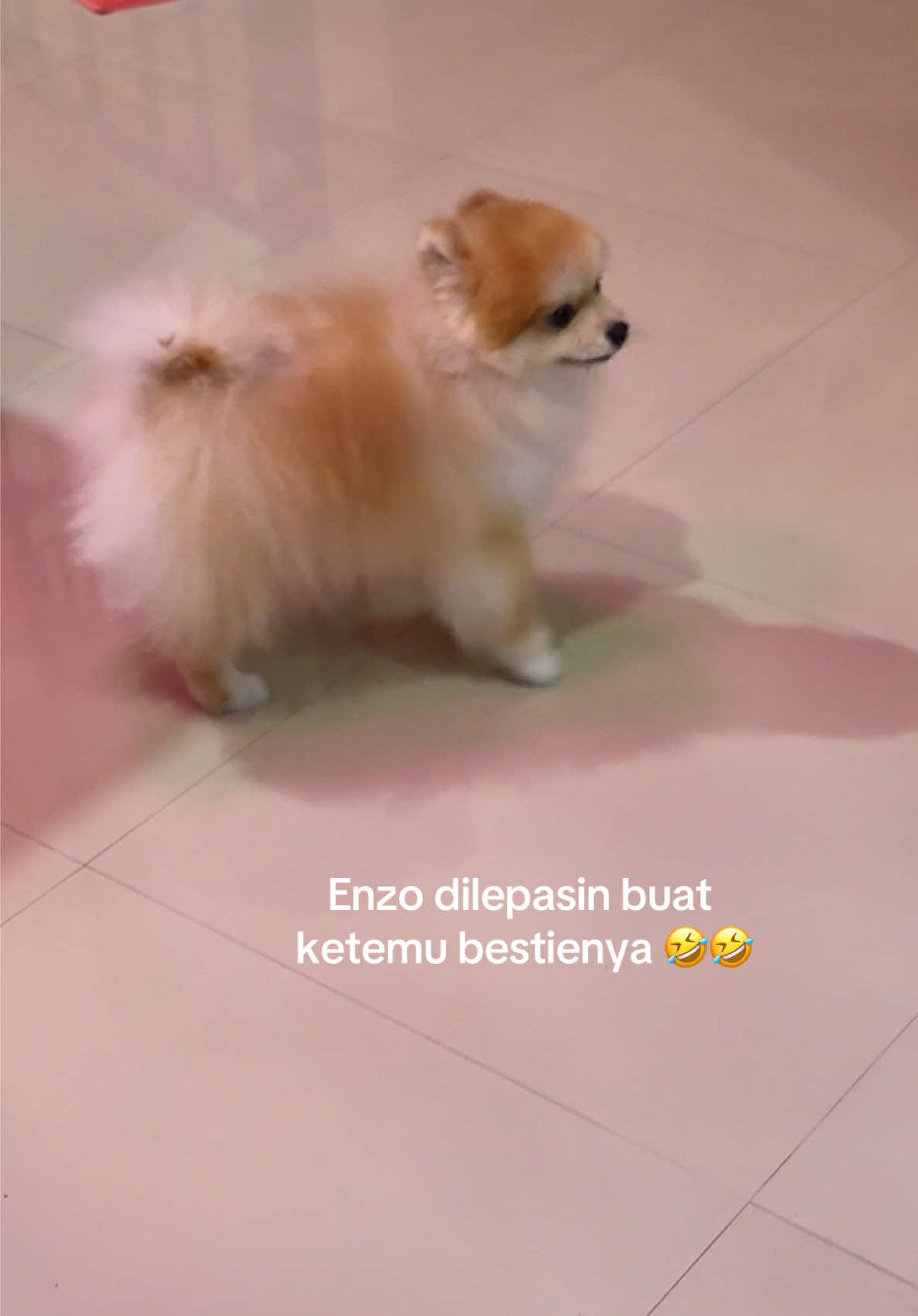 @Enzo