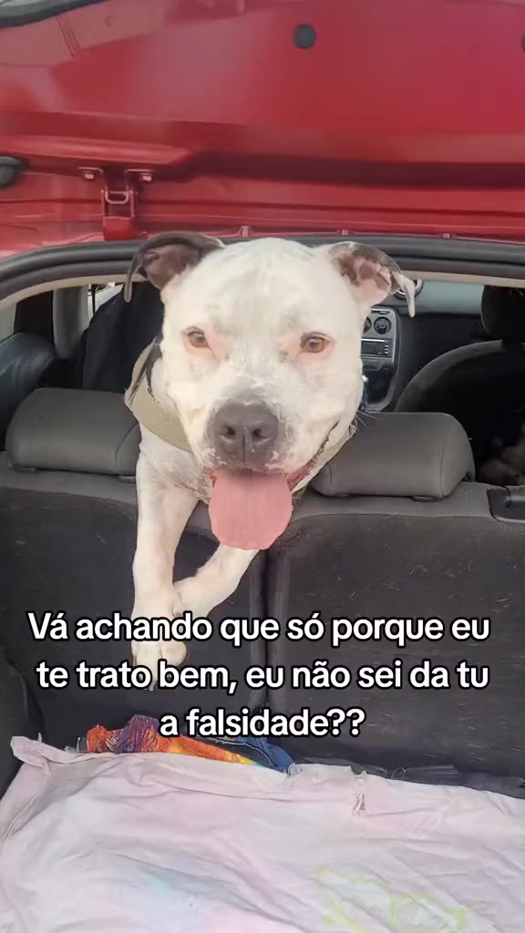 @Pittbull Brucegriebeler