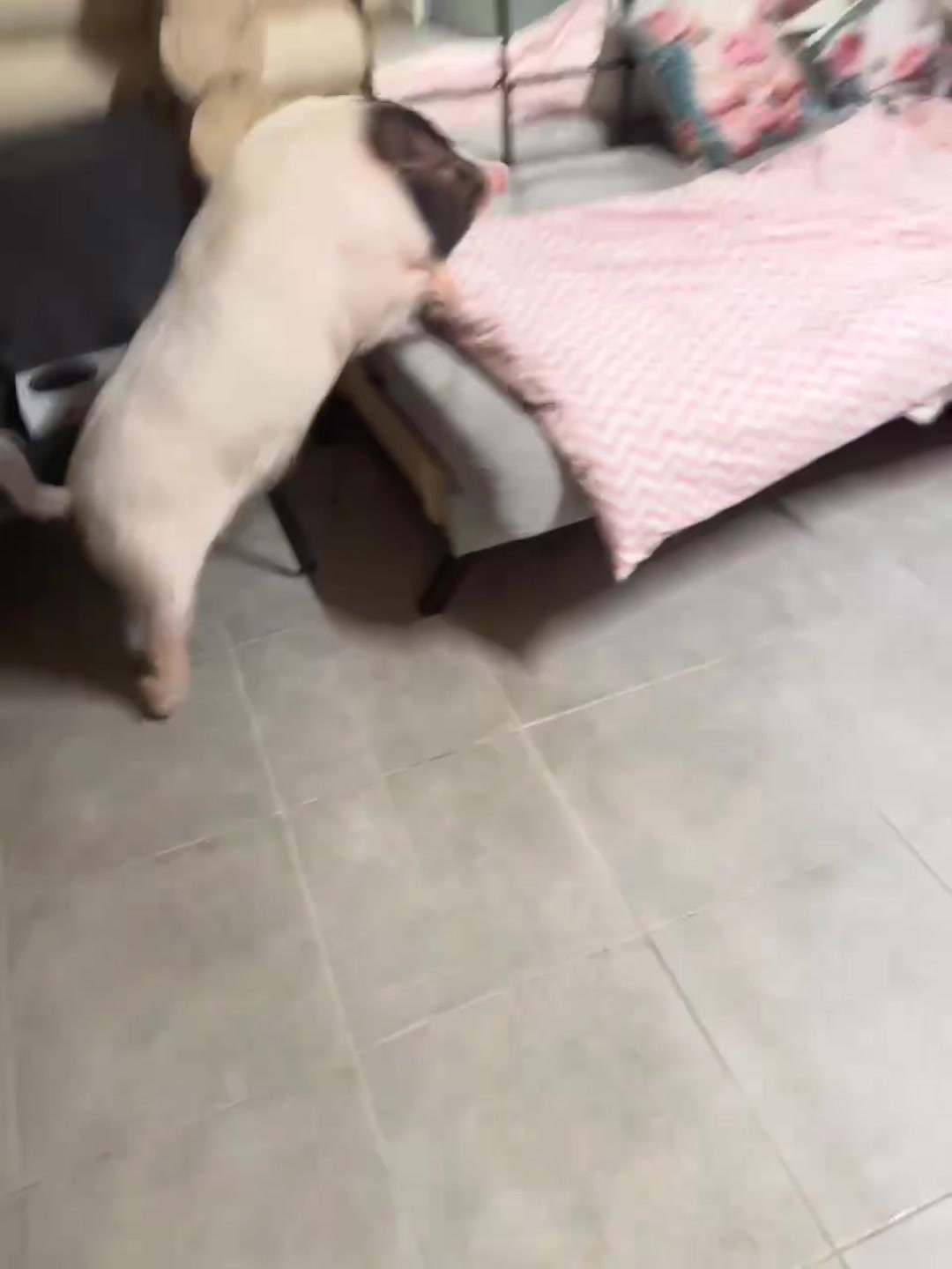 @Olivka pig