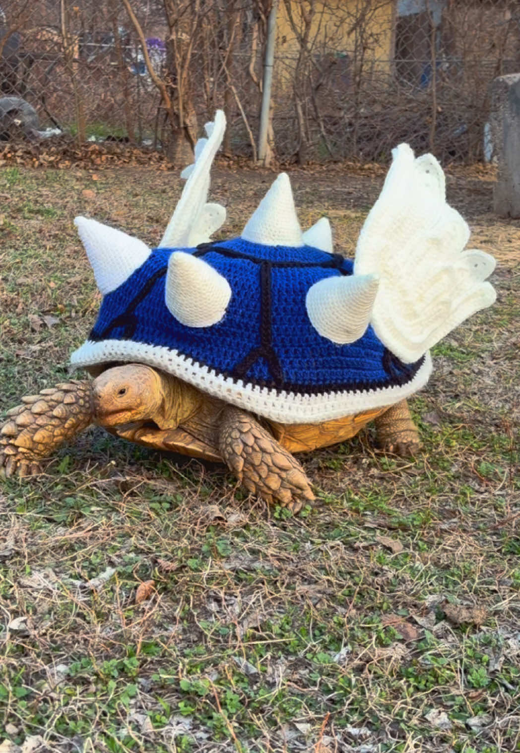 @OtisTheTortoise