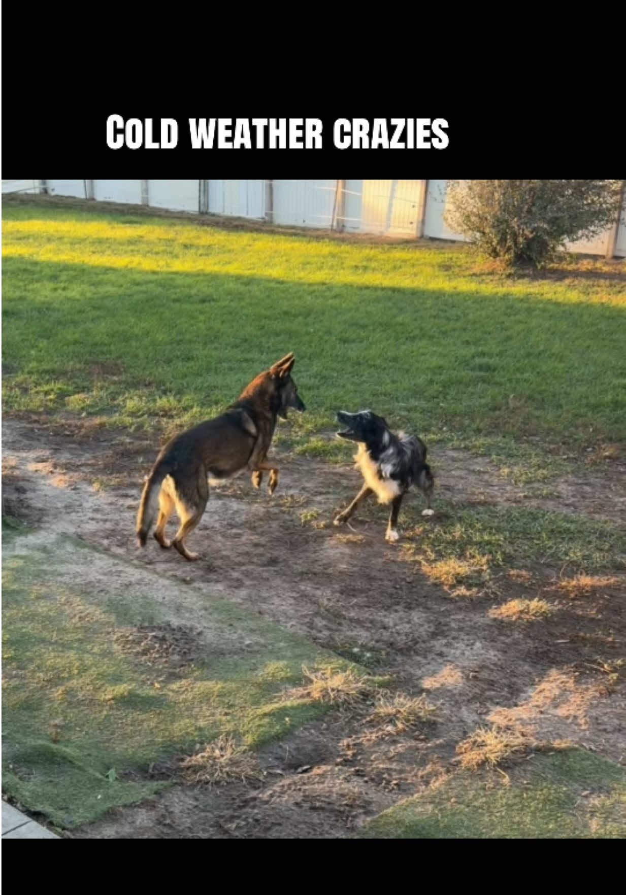 @K9 Dina