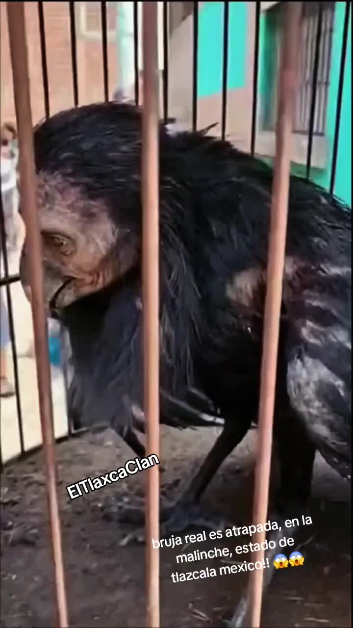@ElTlaxcaClan
