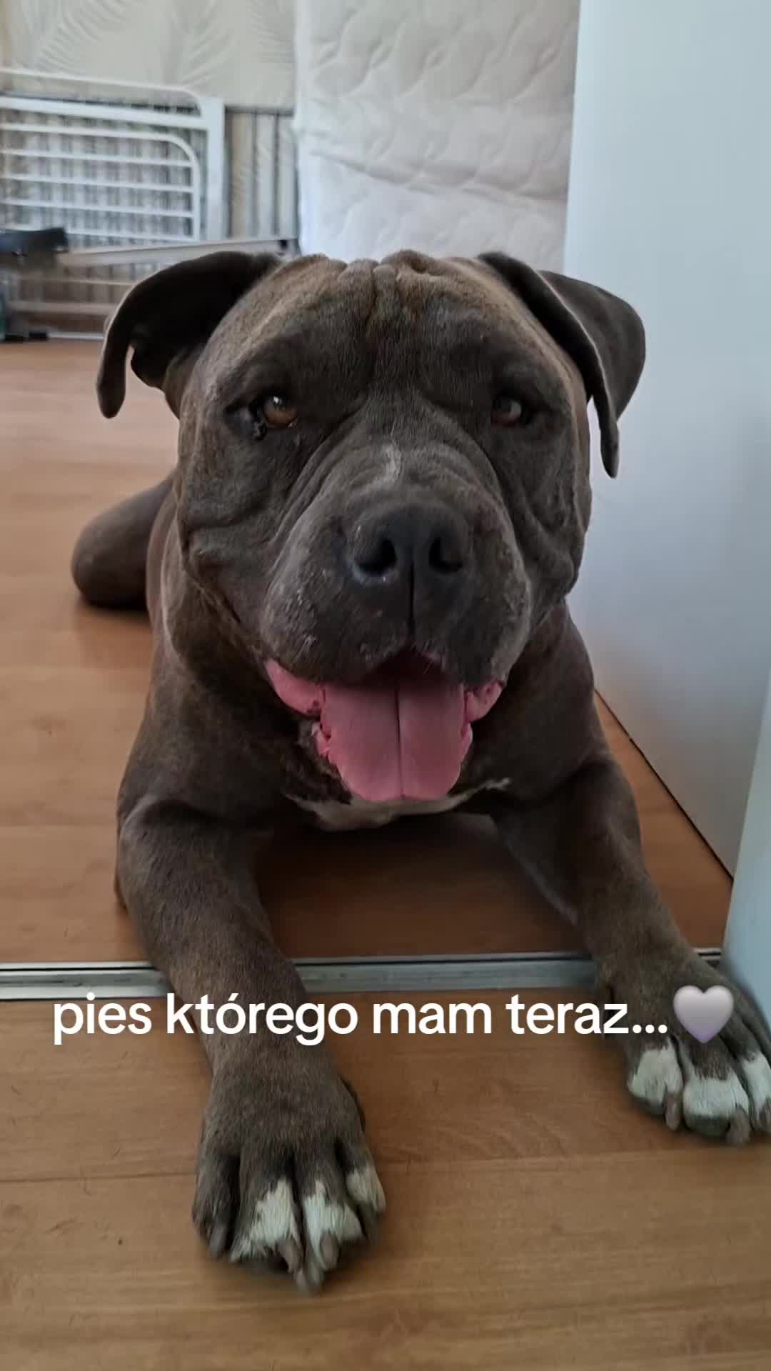 @♤ig w_brzeska