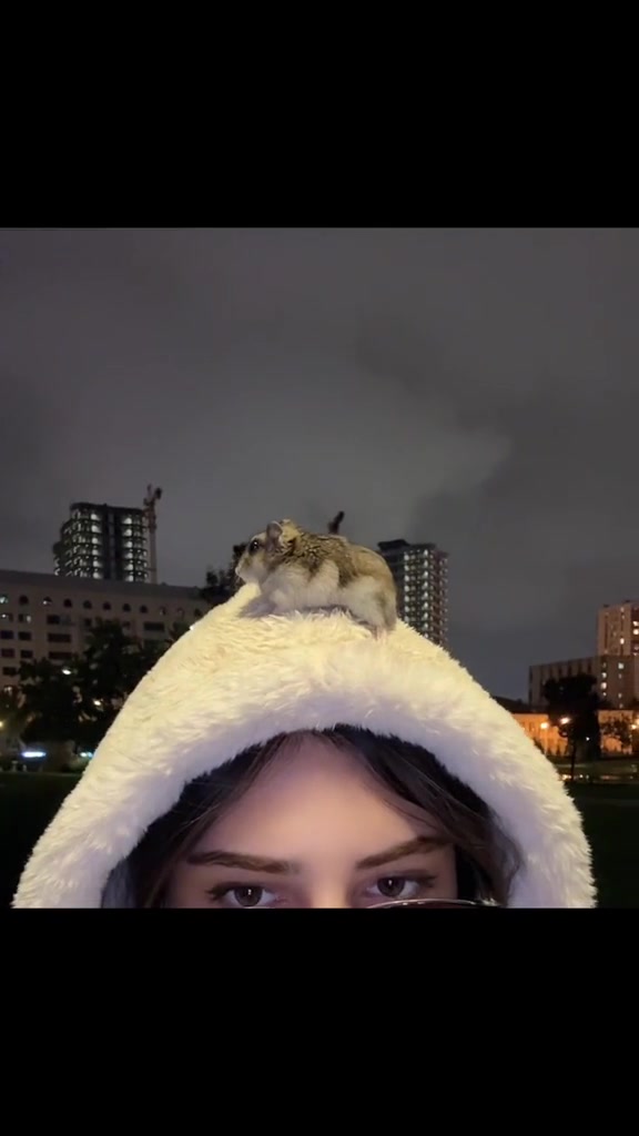 @hamster.cuppulu