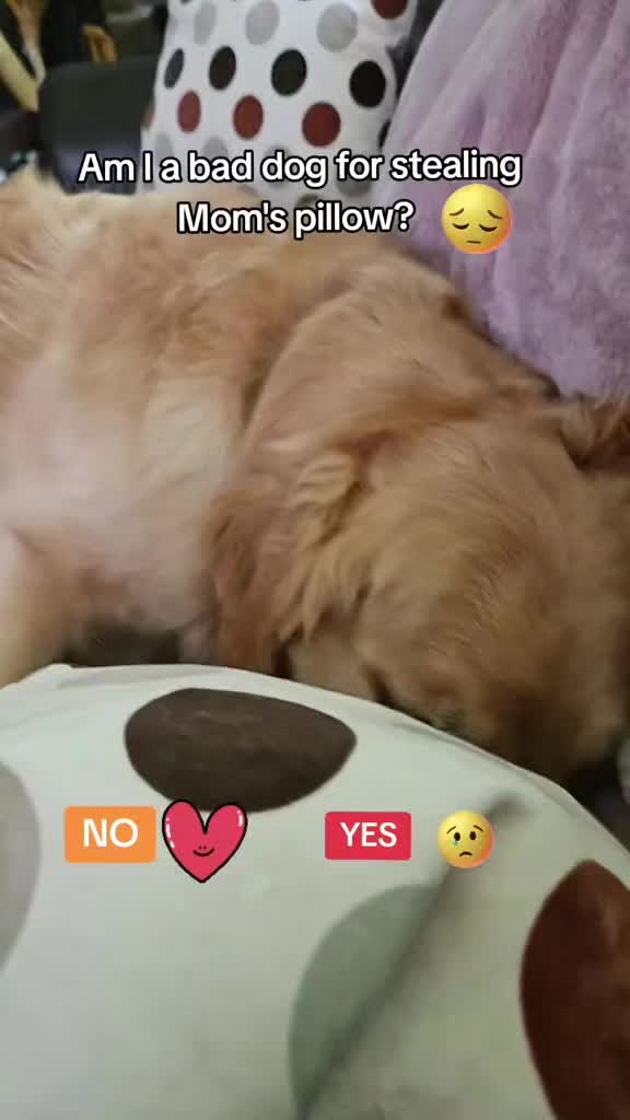 @🐶Griffin