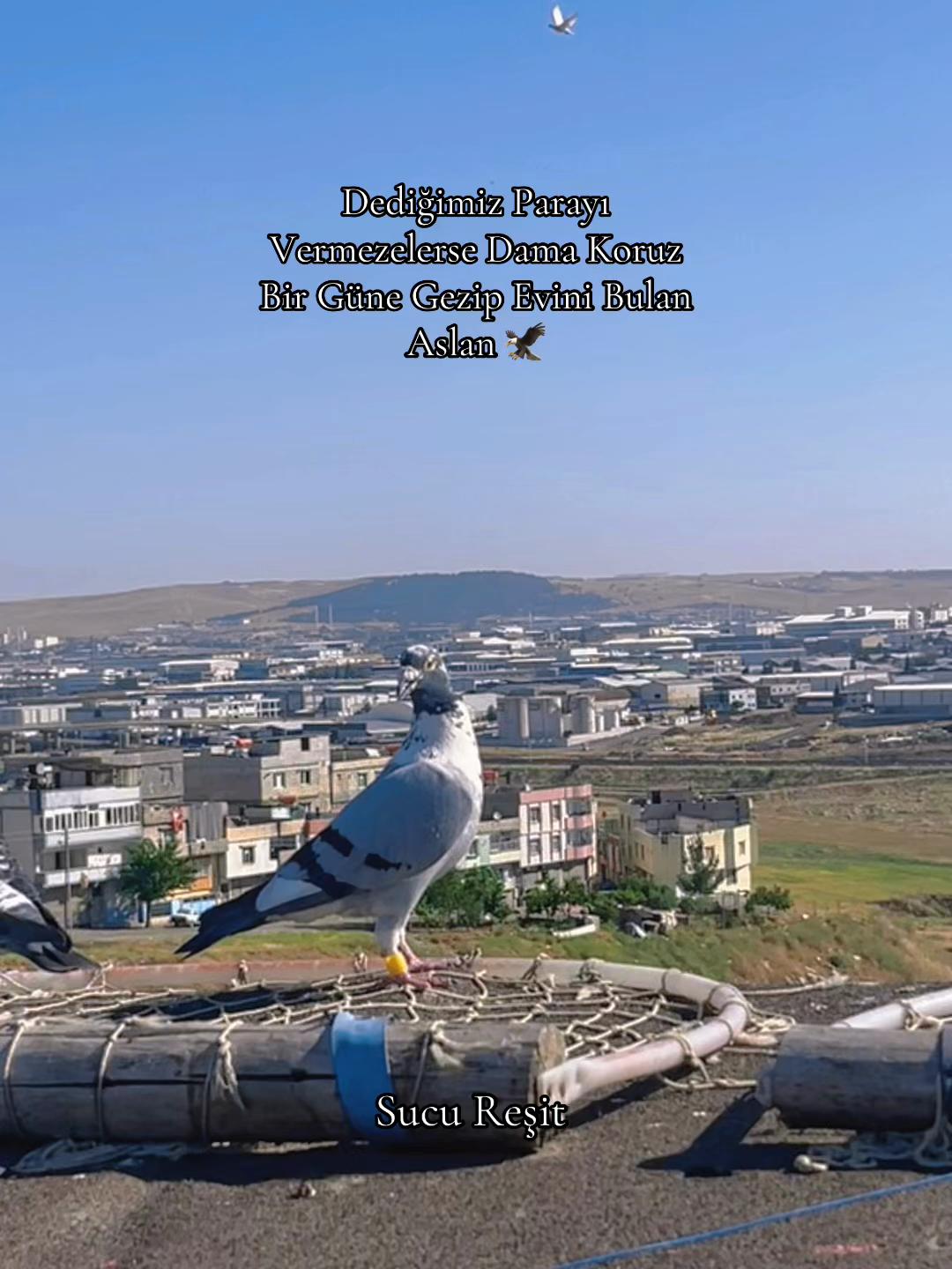 @Abdul Reşit Arıcak