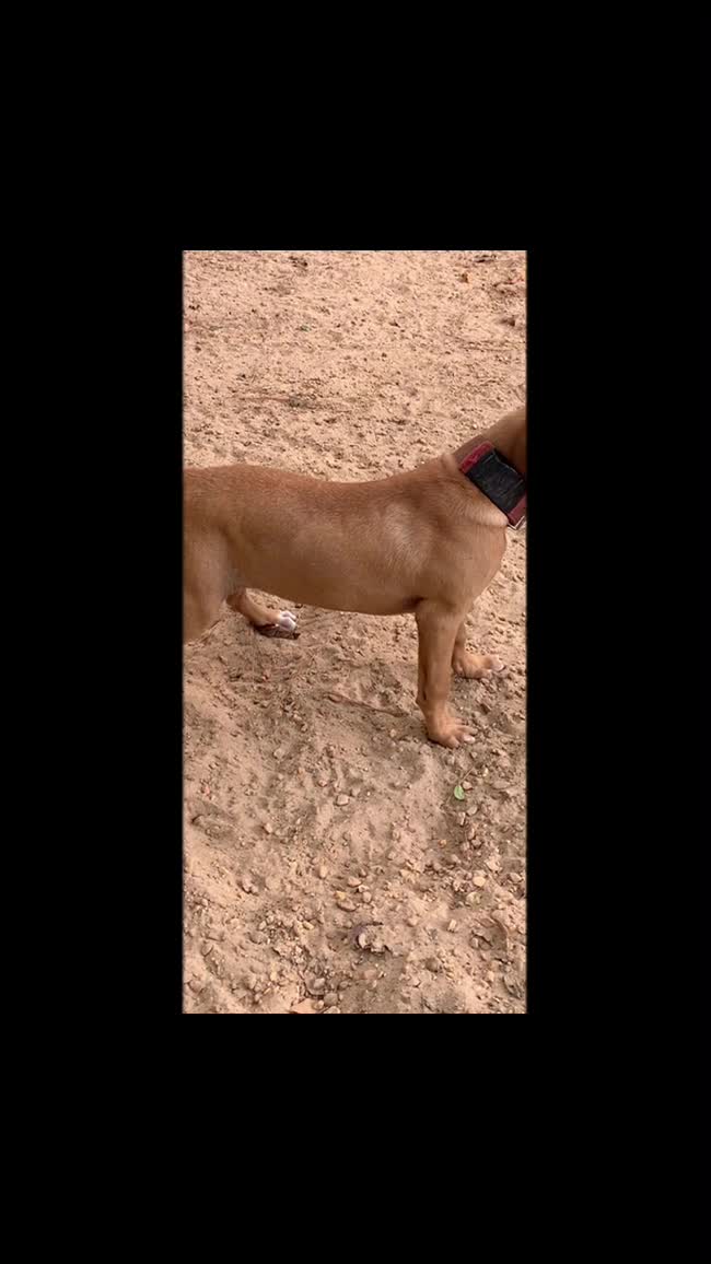 @LPKkennels