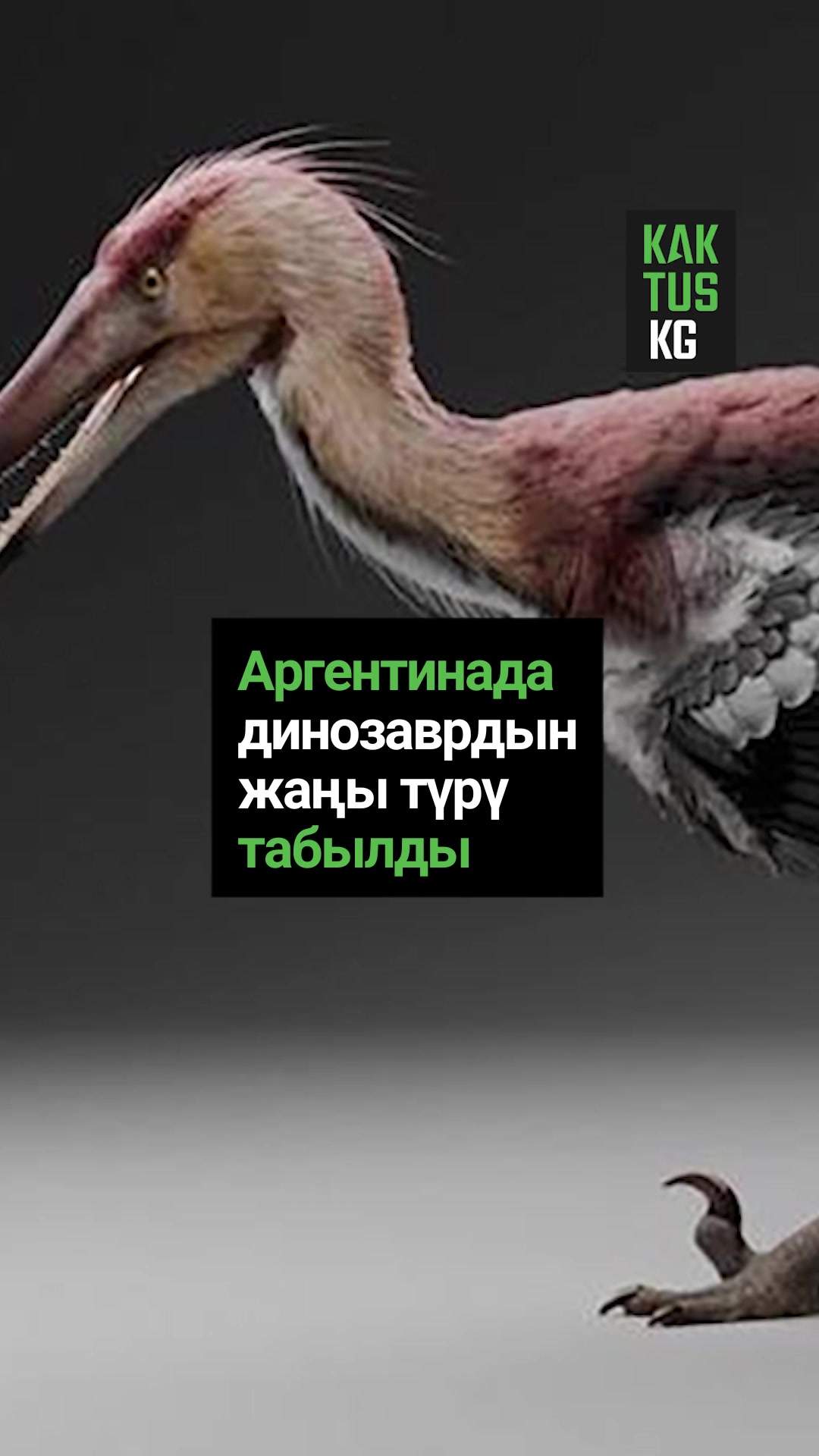 @Kaktus KG