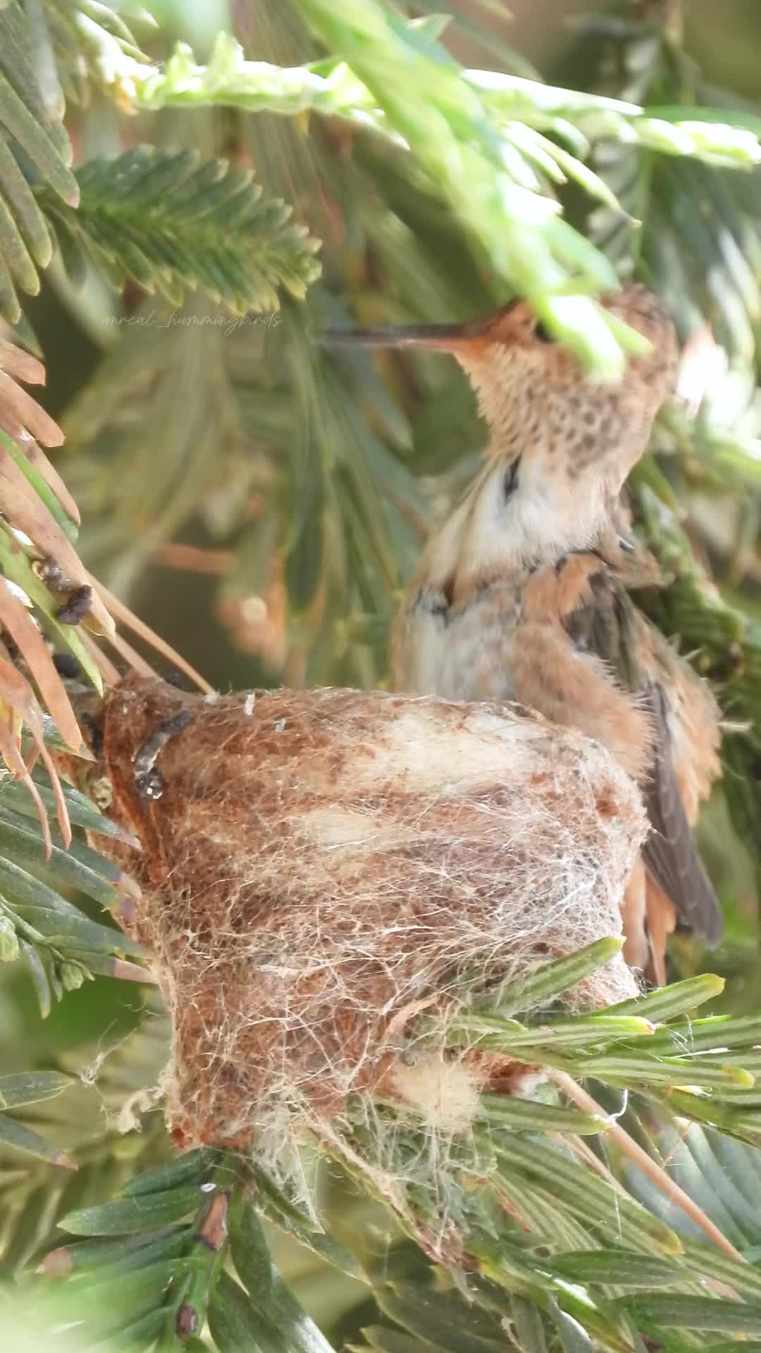 @unreal_hummingbirds