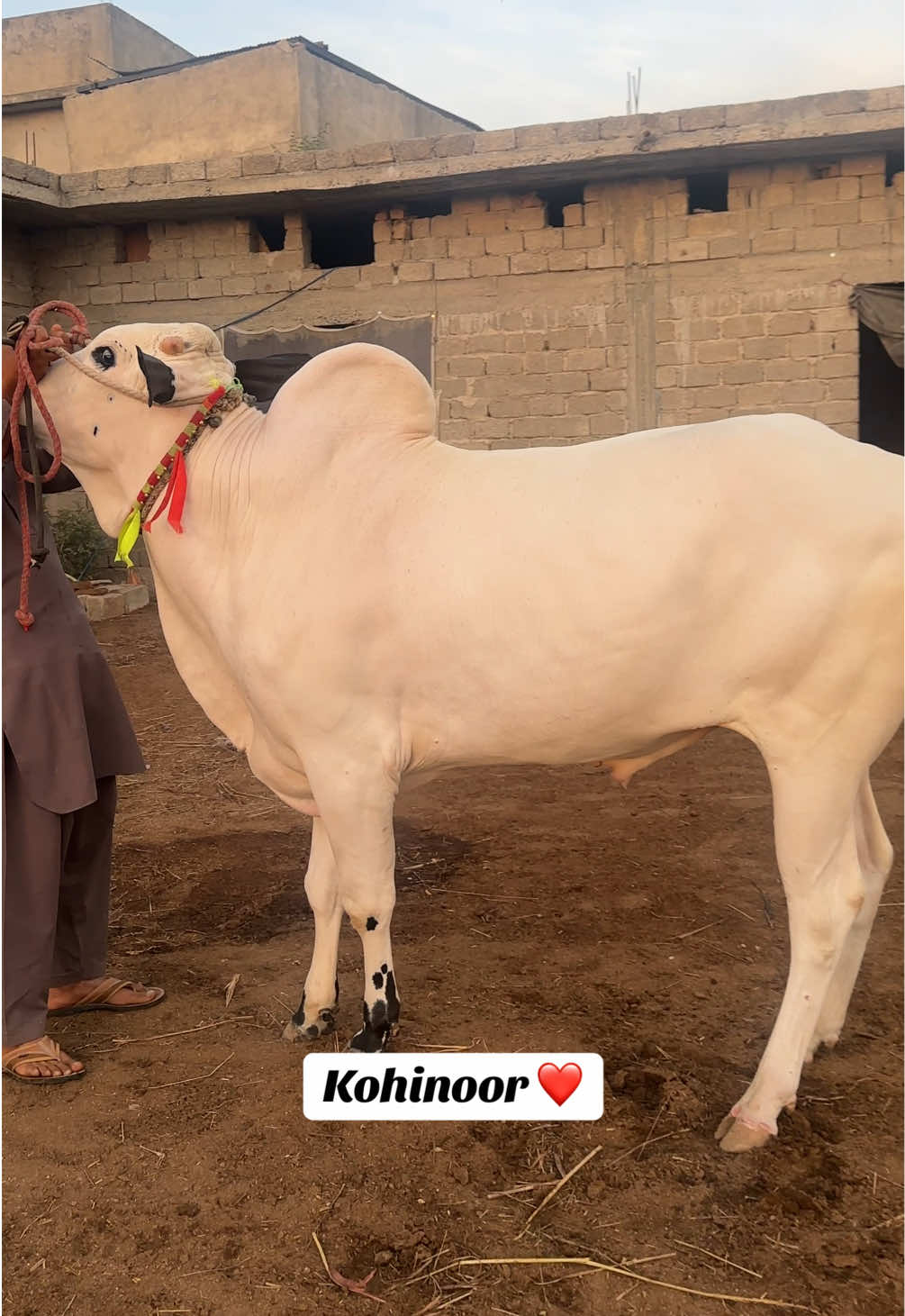 @Shinwari Cattle Farm