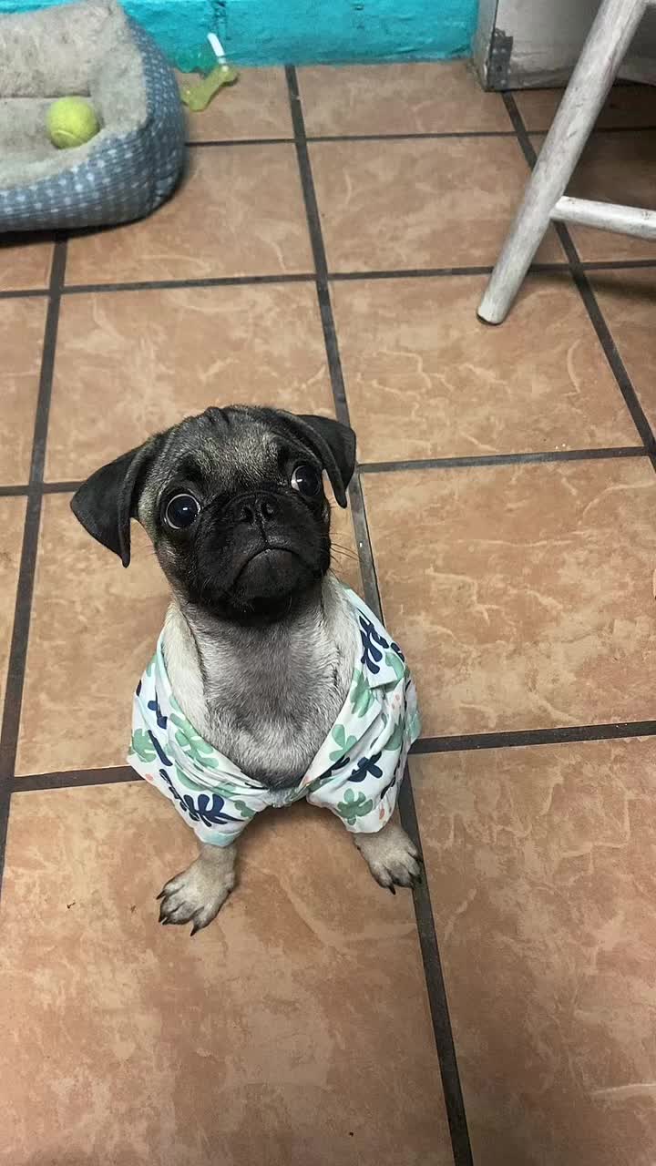 @Puggo ❤️