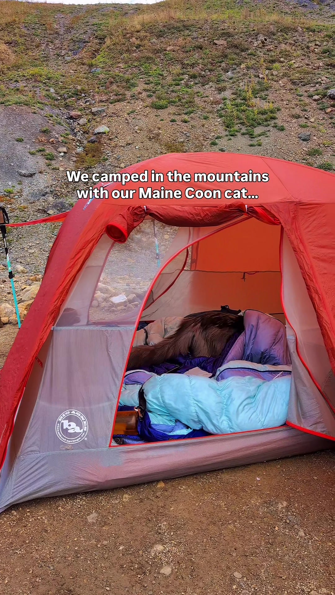 @Mugen the Maine Coon ๐จ๐ฆ