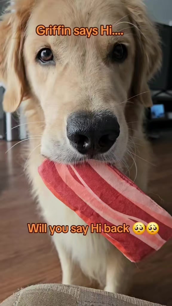 @🐶Griffin