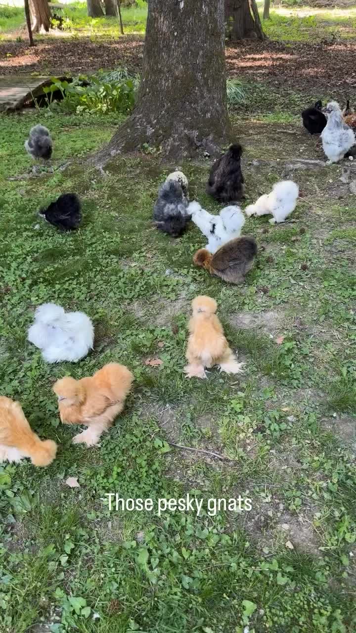 @Live stock animals ๐ชฟ๐๐๐๐ฅฌ