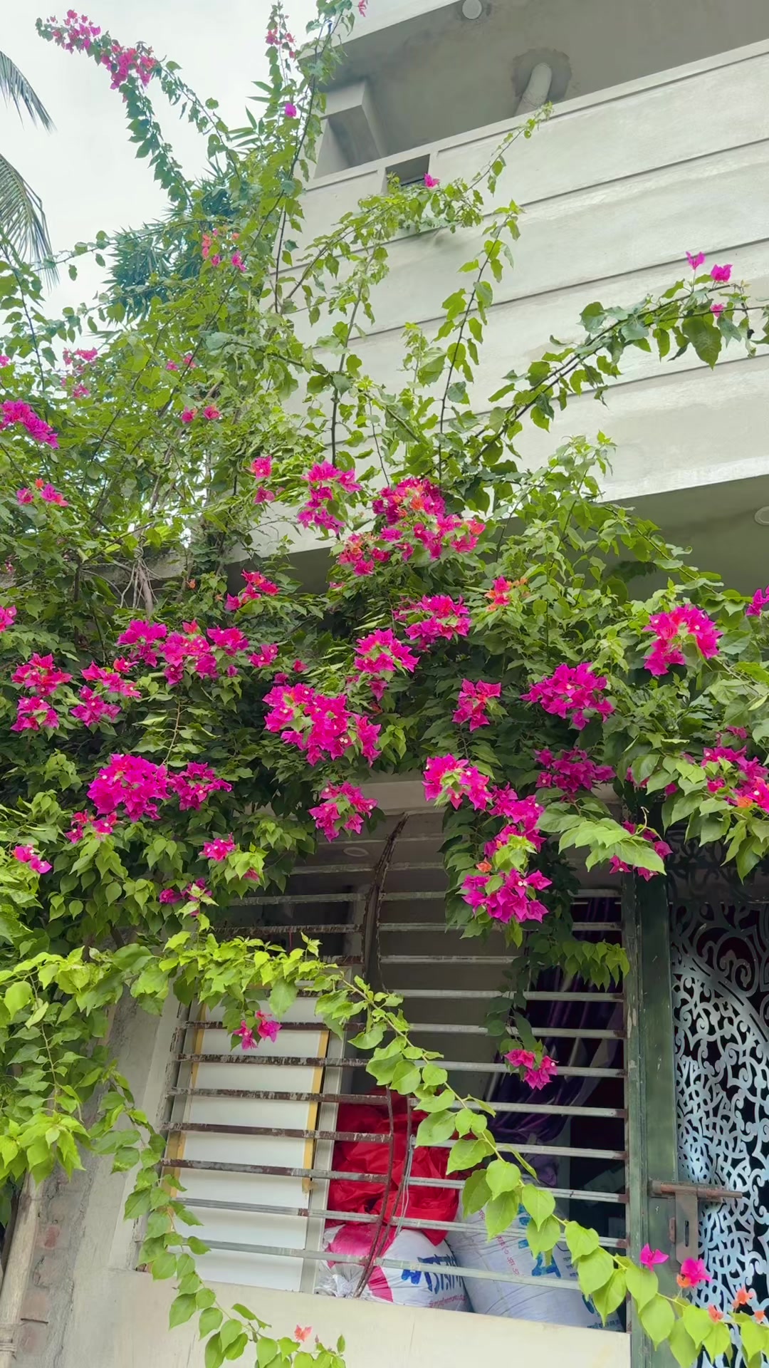 @ছতর আপা