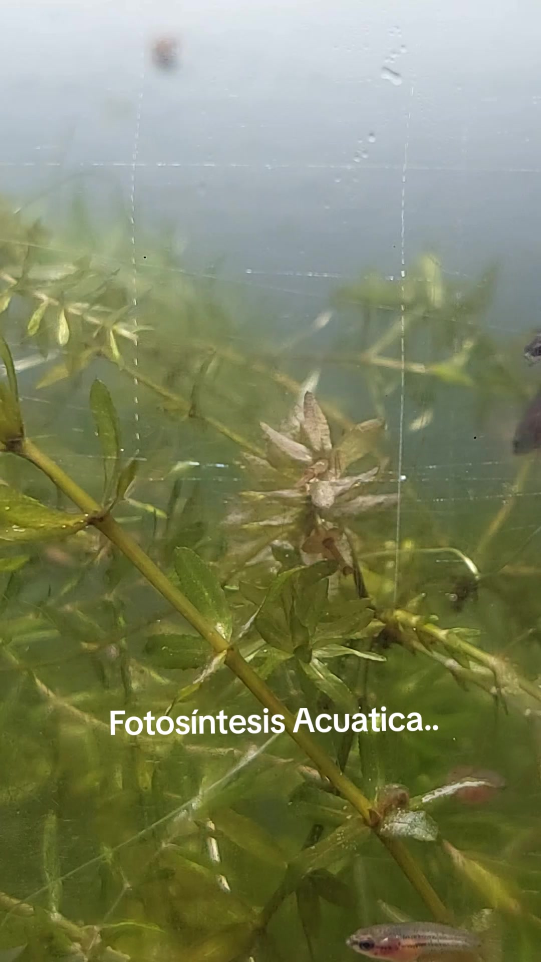 @kintsugibettas