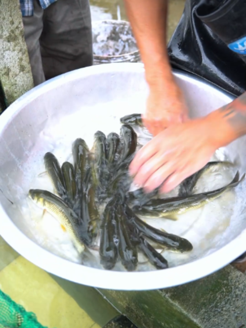 @Trại C&aacute; Giống Quang L&acirc;m