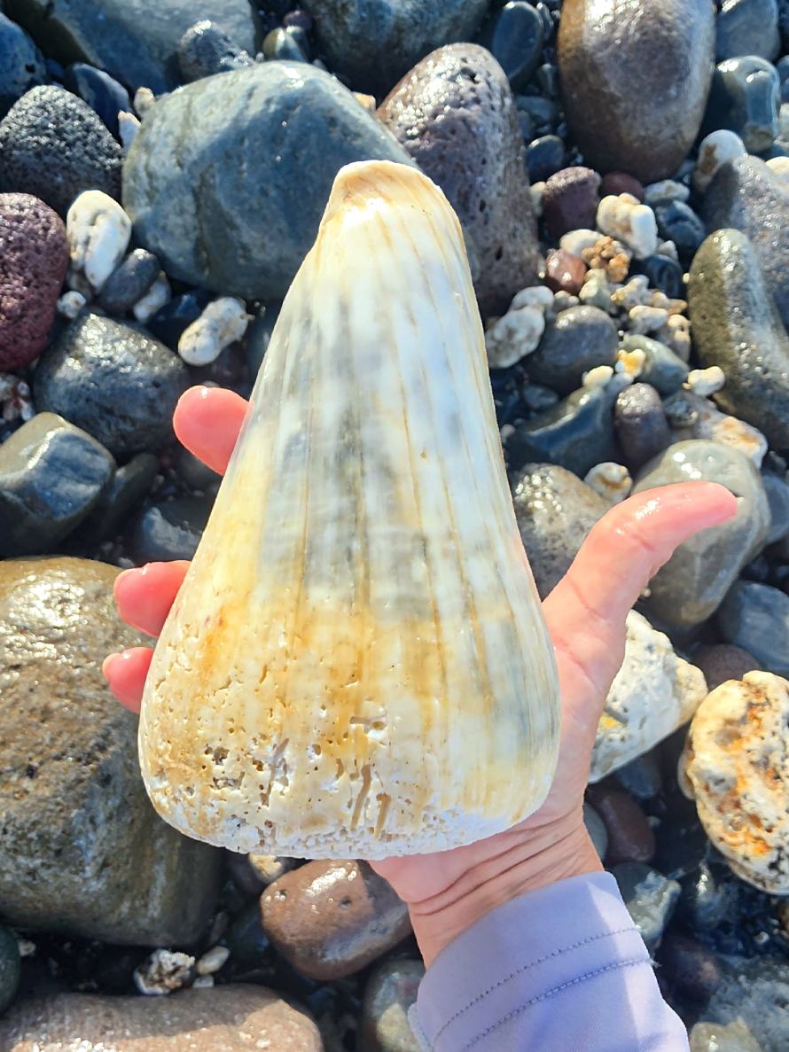 @Noe 🐚 Shells