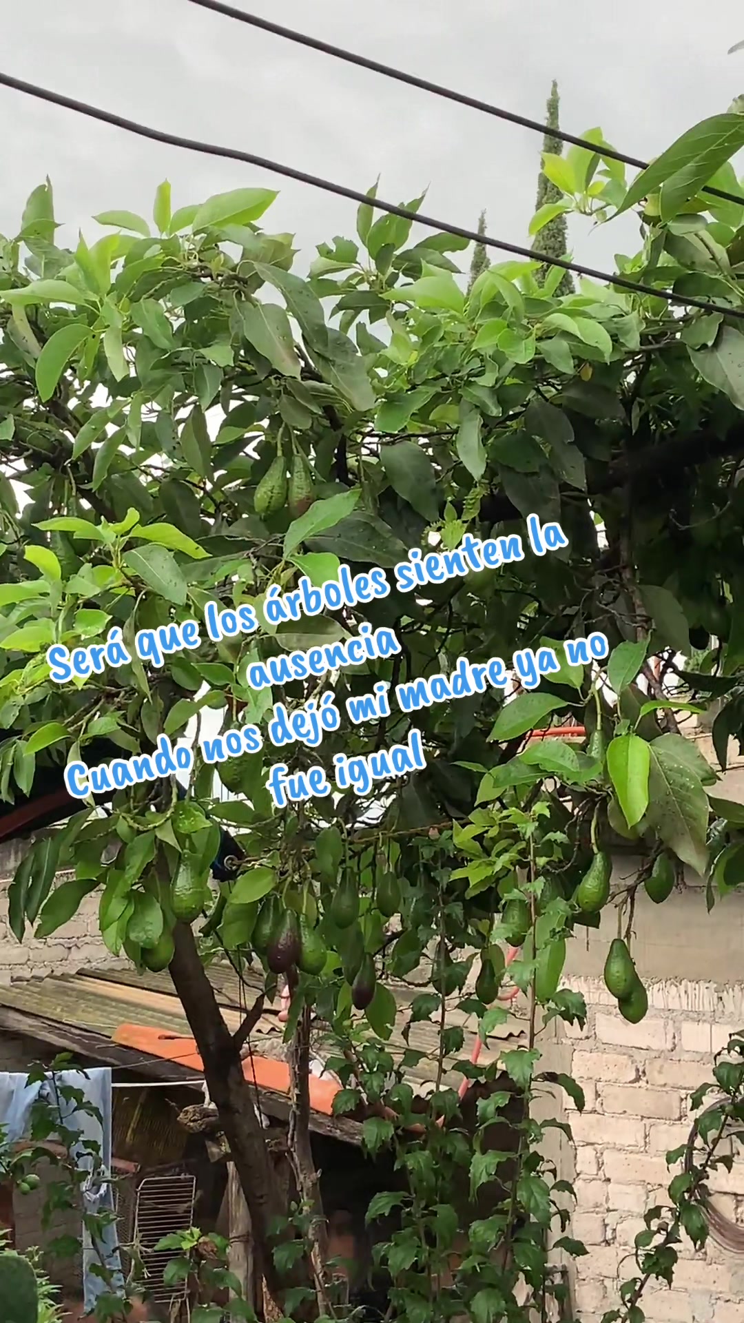 @antonysaavedra55