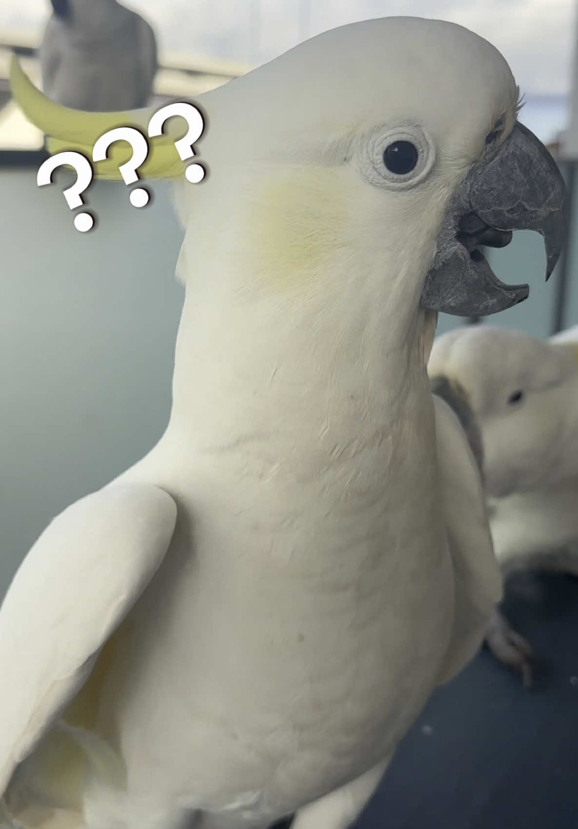 @aussie.cockatoo