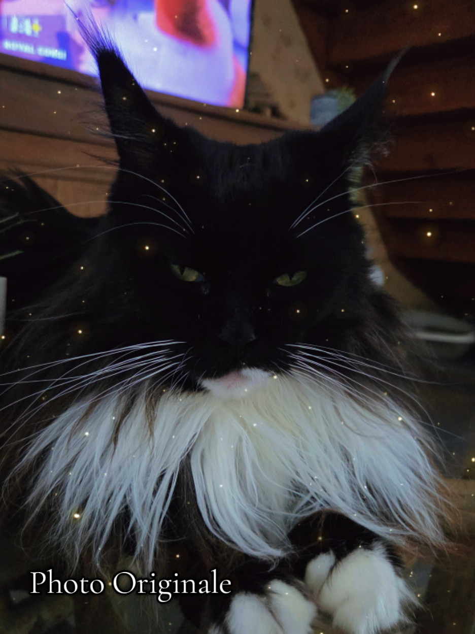 @Kelly_Ukaï_MaineCoon