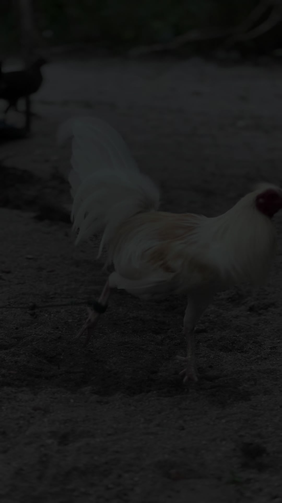 @MR217(FARM)