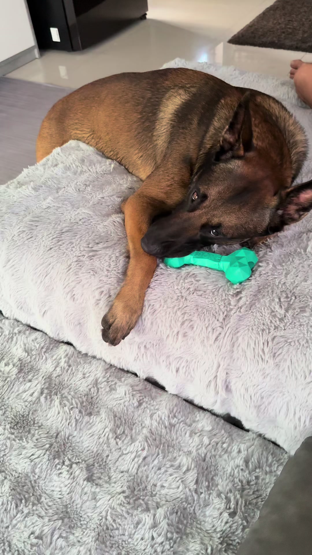 @doglifethailand