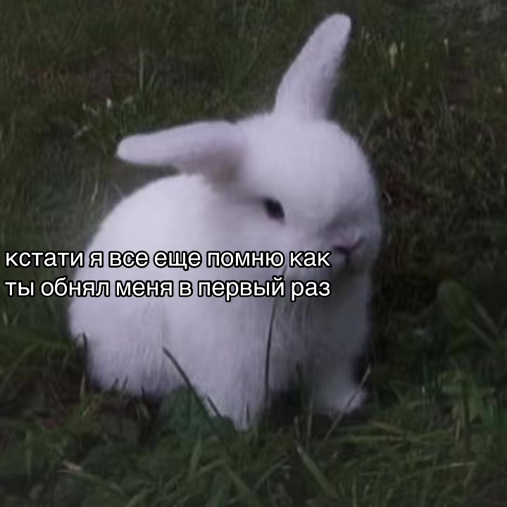 @mosquito