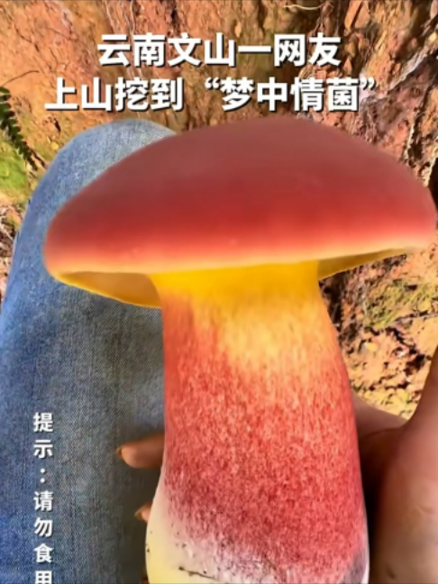 @闽南风~